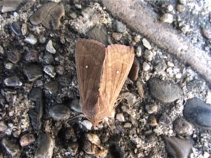 Kleespinner ( Lasiocampa trifolii ), Weibchen : Moers, in unserem Garten, 16.o6.2006